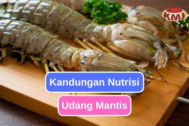 6 Kandungan Nutrisi Penting Pada Udang Mantis